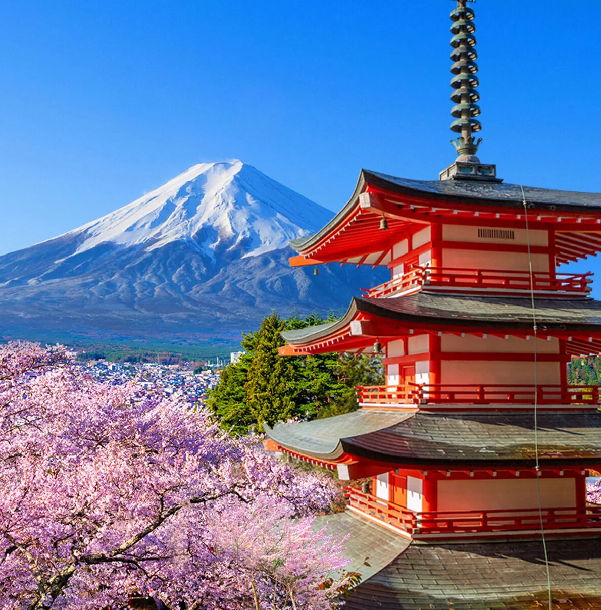 벚꽃이 핀 아라쿠라야마 센겐 신사의 오층탑과 후지산 절경