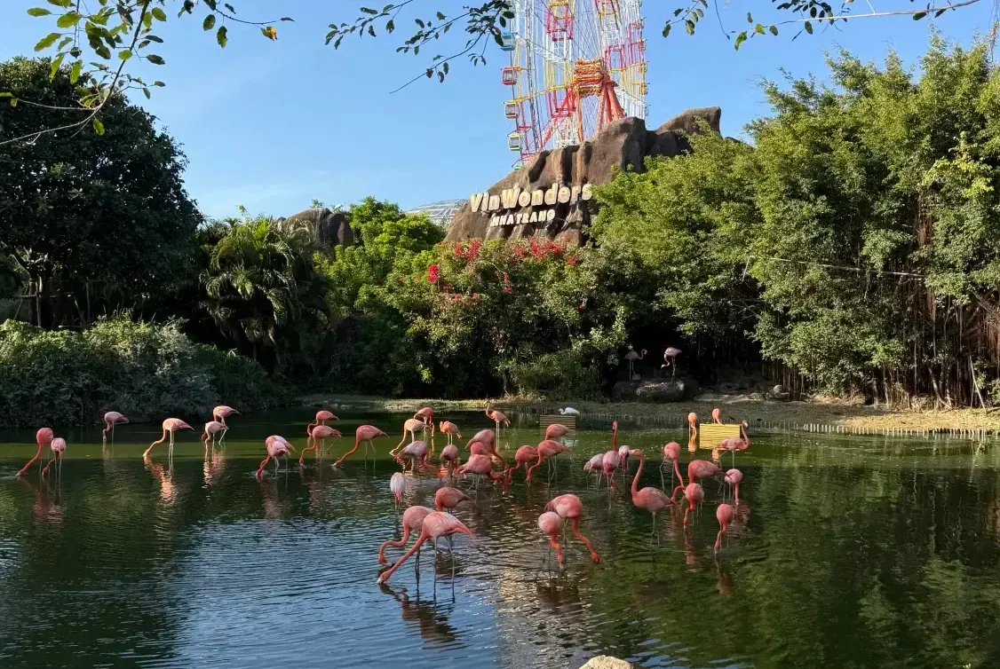 푸른 나무와 대관람차를 배경으로 연못에 모여 있는 분홍빛 홍학들